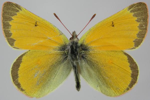 Photo of Colias canadensis by Norbert Kondla